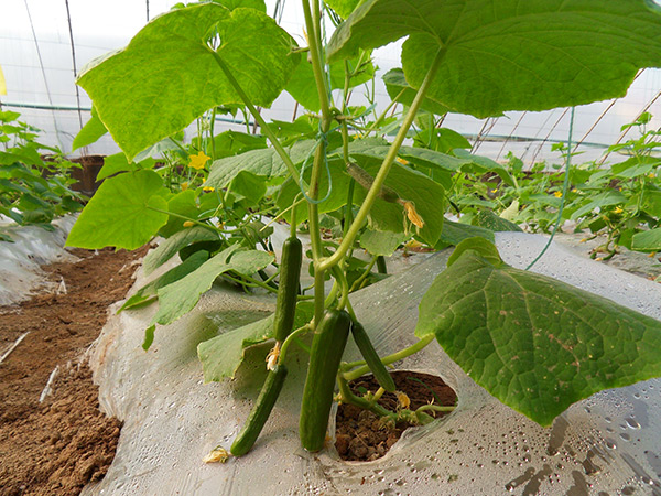 ��ɫʳƷ �ƹϳ����������